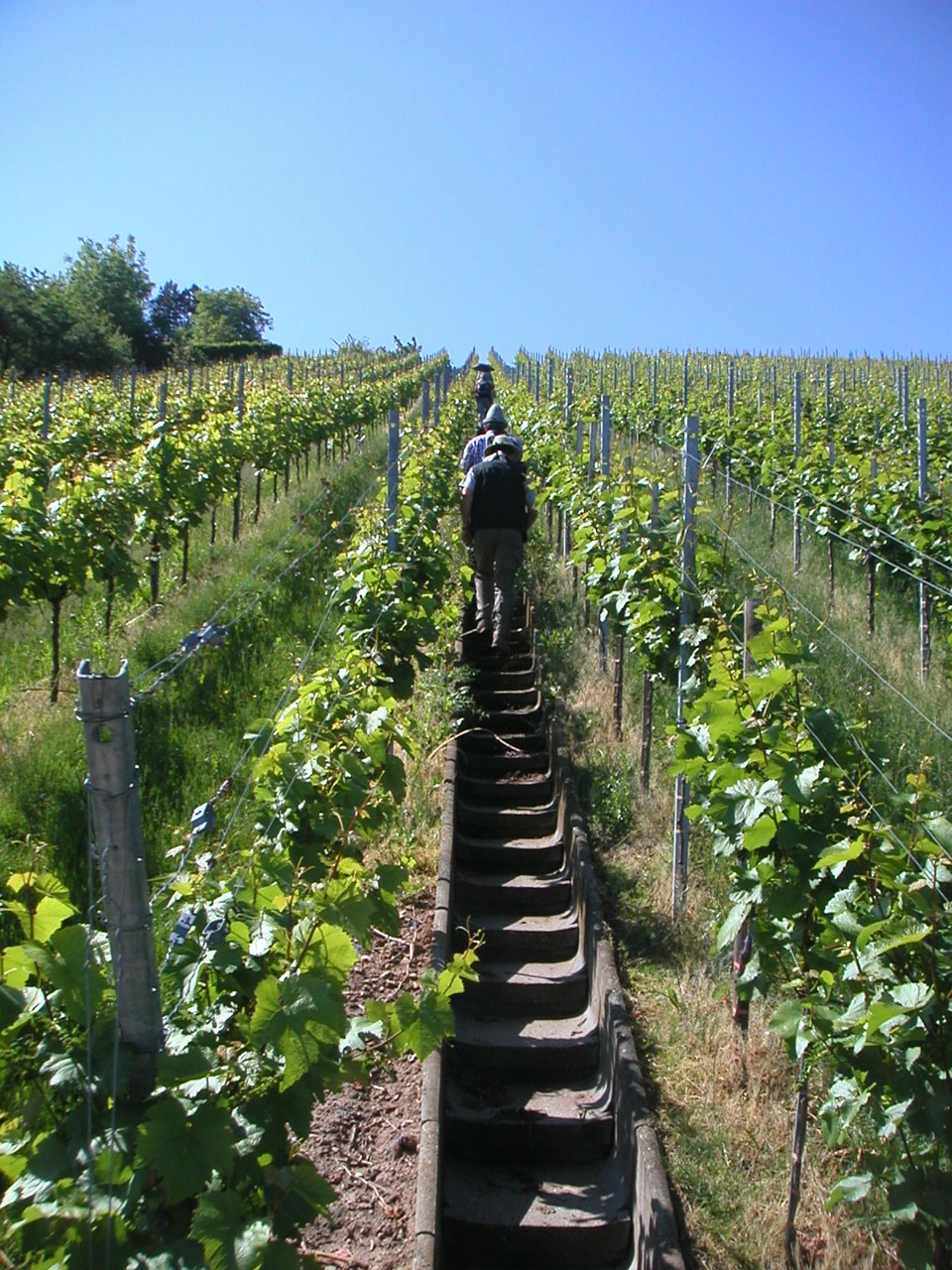 vineyard gradually rise free photo