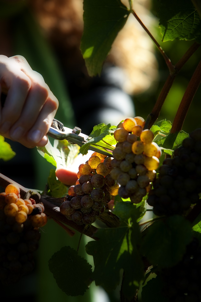 vineyard grapes agriculture free photo