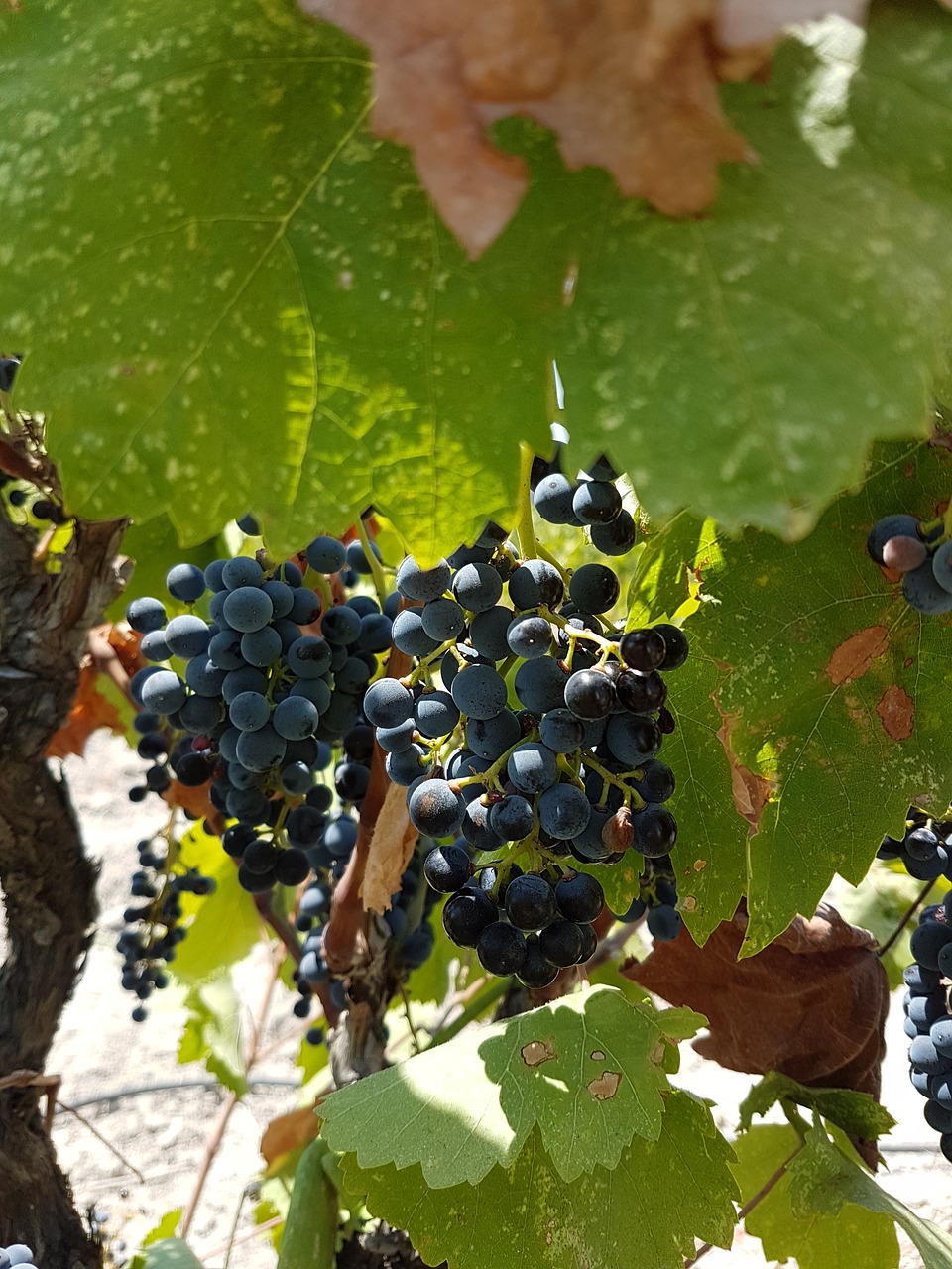 vineyard vine grapes free photo