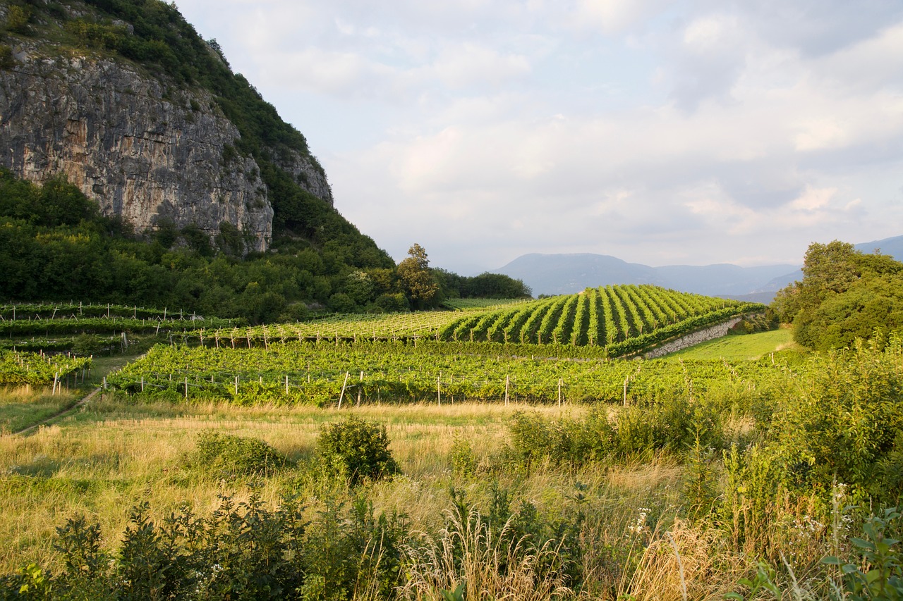 vineyard landscape rural free photo