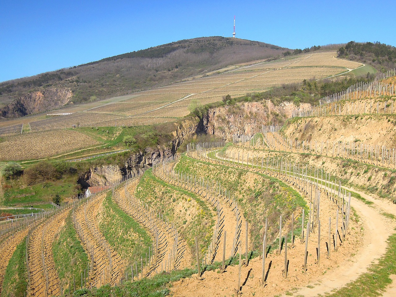 vineyard grape spring free photo