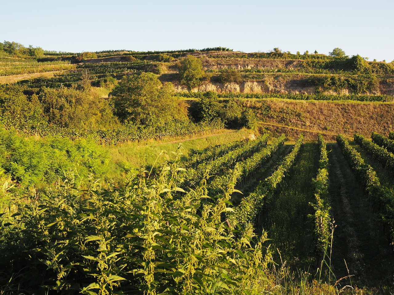 vineyard nature autumn free photo