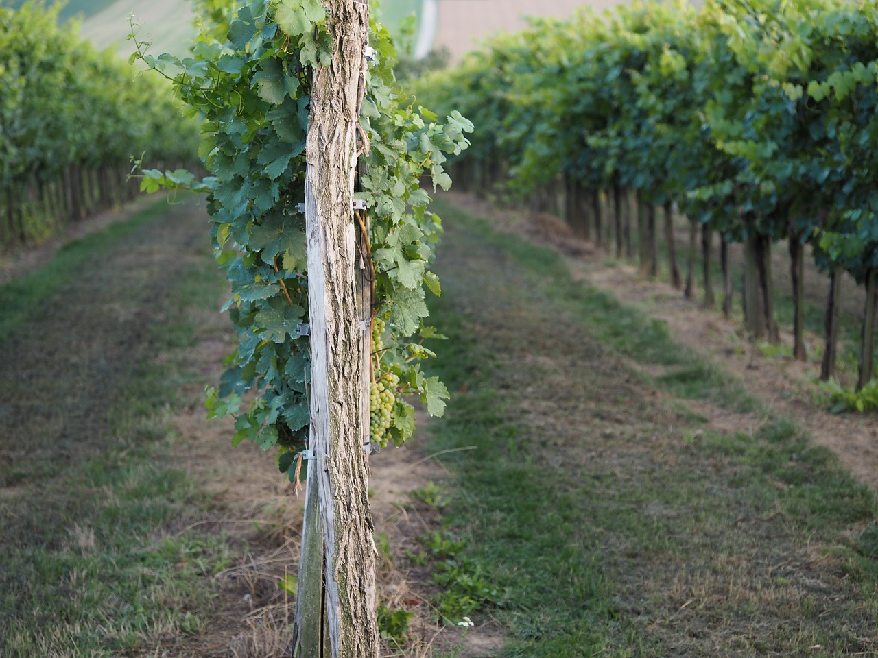 vineyard nature autumn free photo