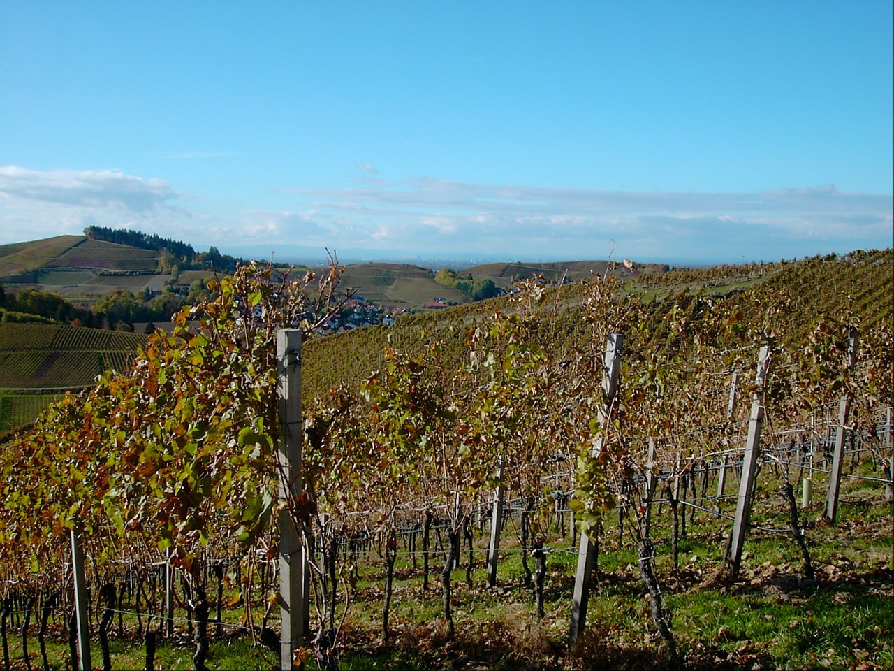 vineyard bright autumn free photo