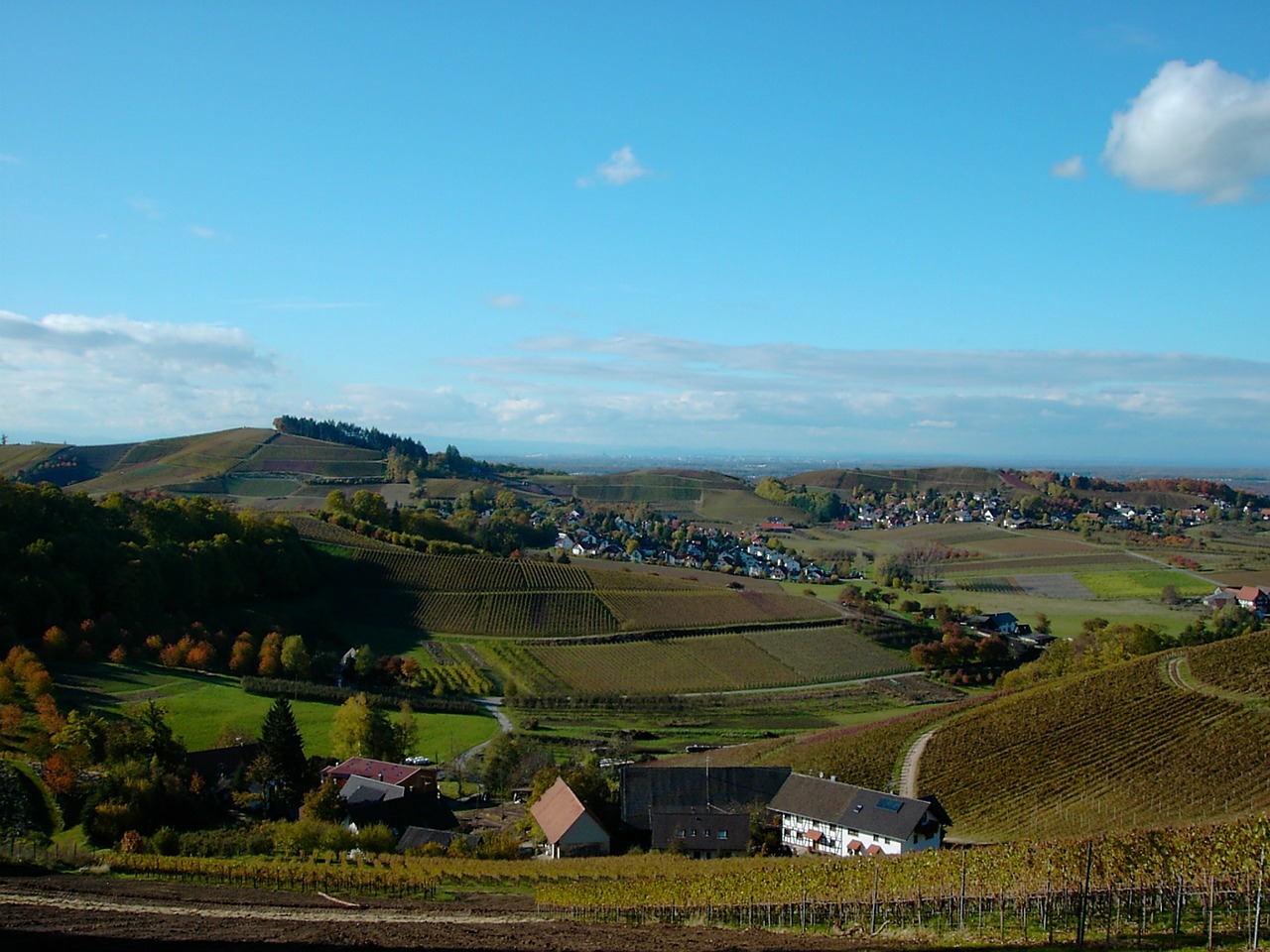 vineyard autumn winegrowing free photo