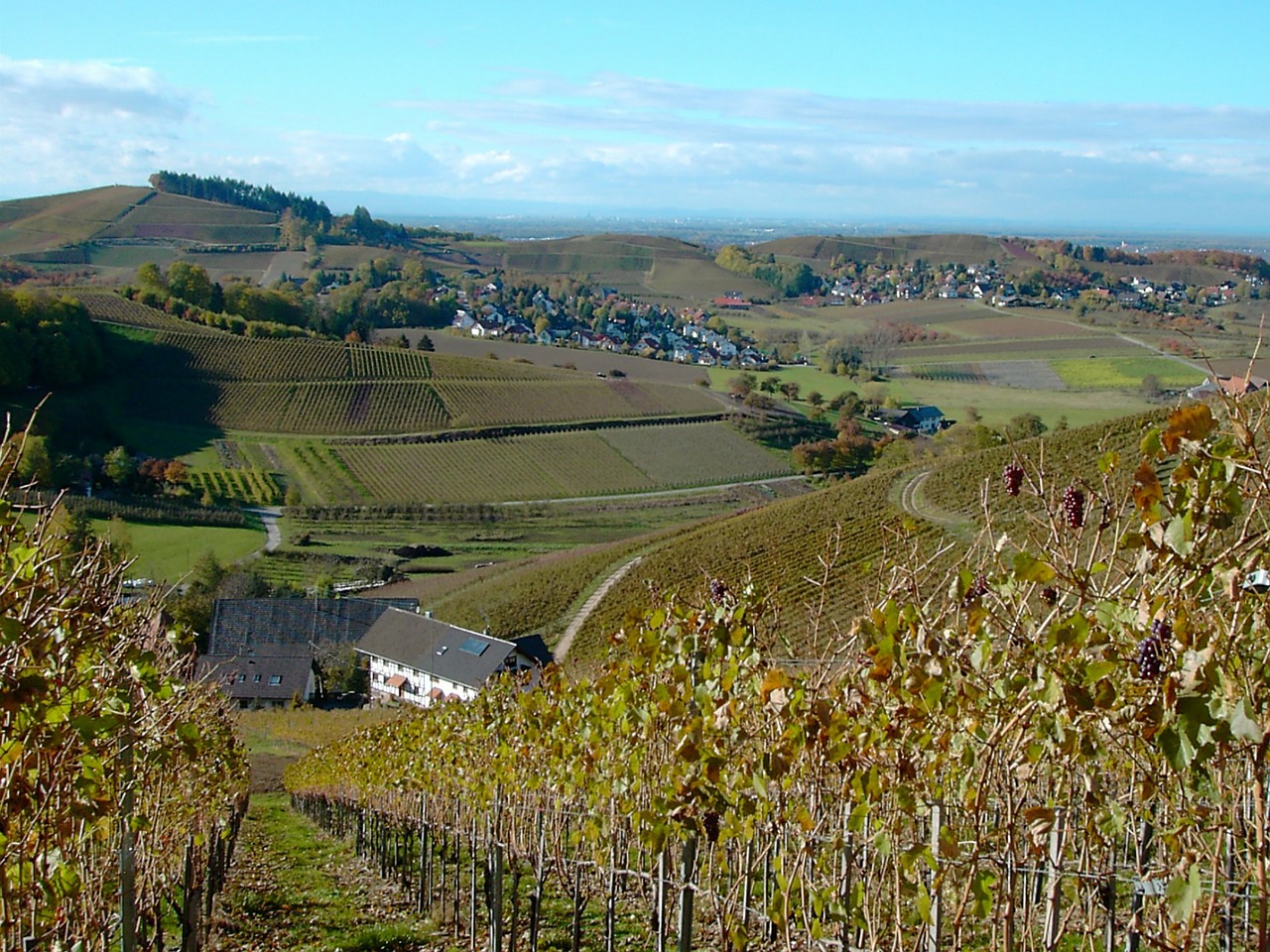 vineyard autumn winegrowing free photo