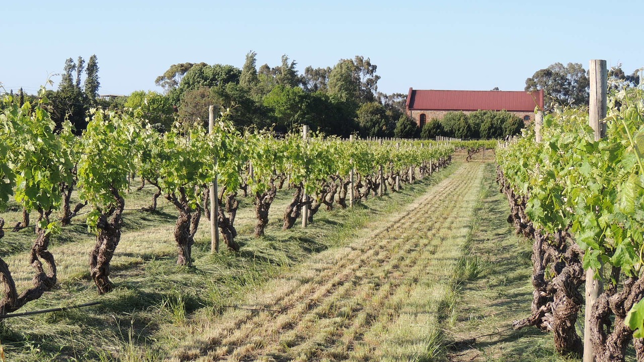 vineyard wines fruit free photo