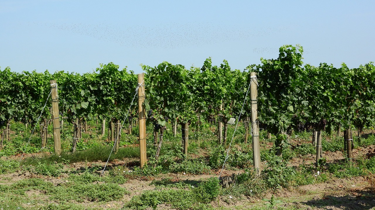 vineyard grapevine viticulture free photo