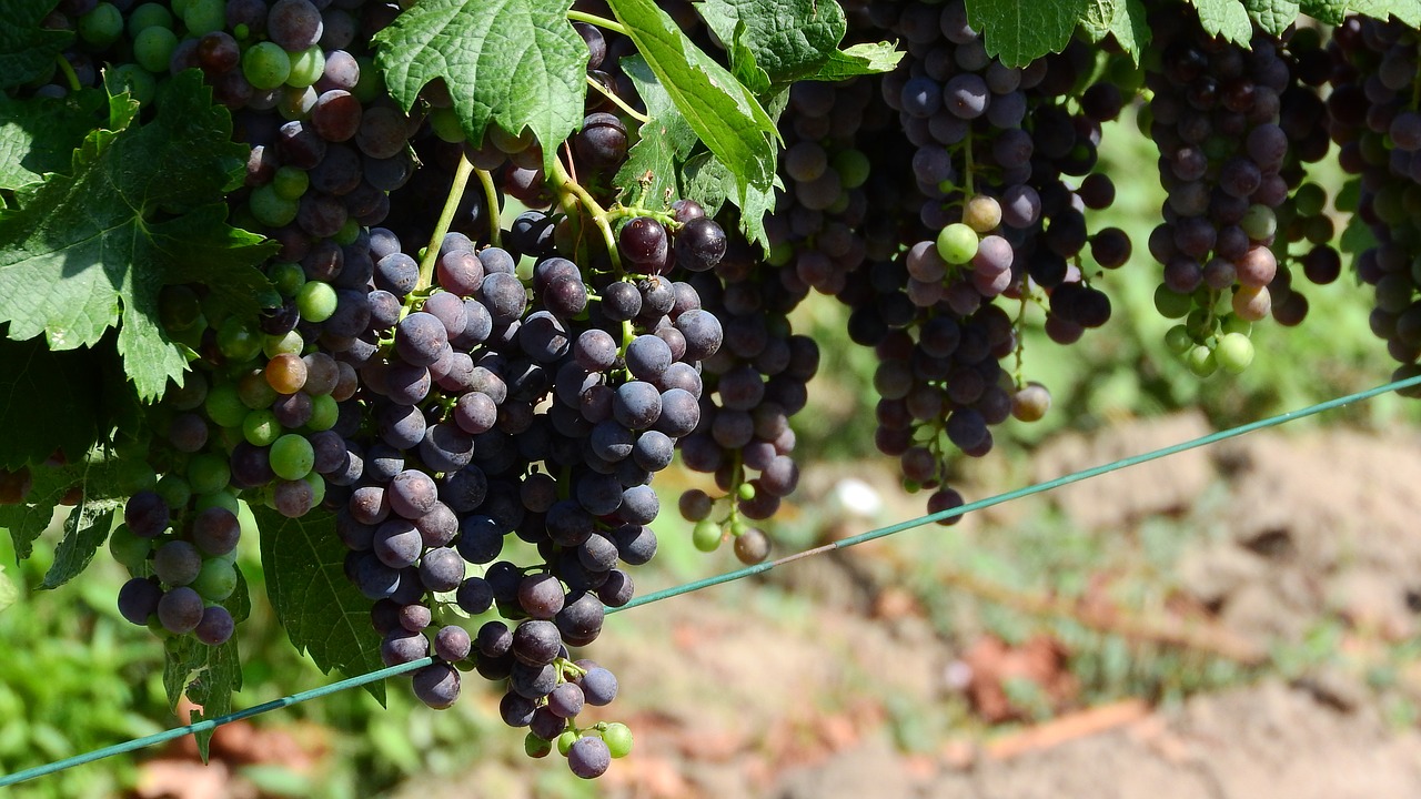 vineyard grapevine viticulture free photo