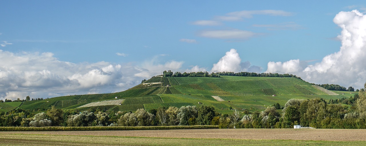 vineyard fields wine free photo