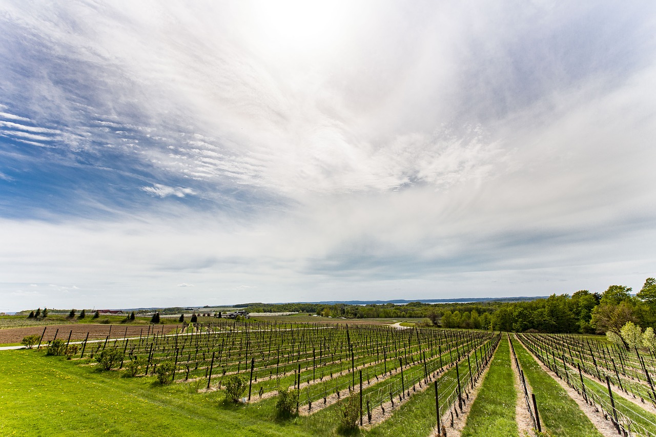 vineyard winery grapes free photo