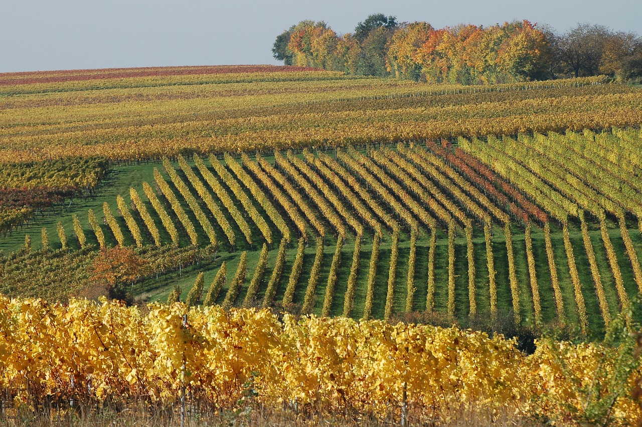 vineyard autumn winegrowing free photo