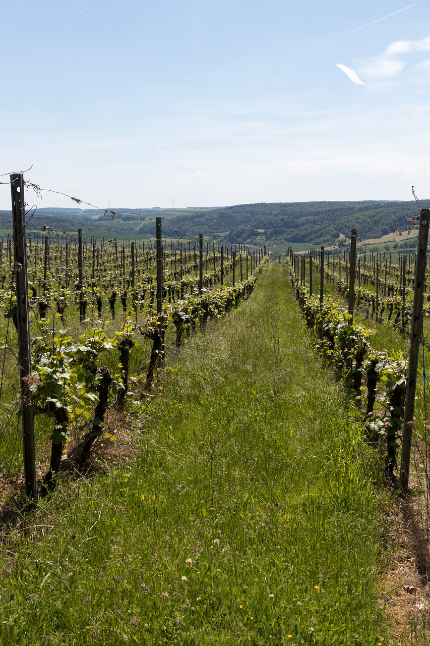 vineyard grapes wine free photo