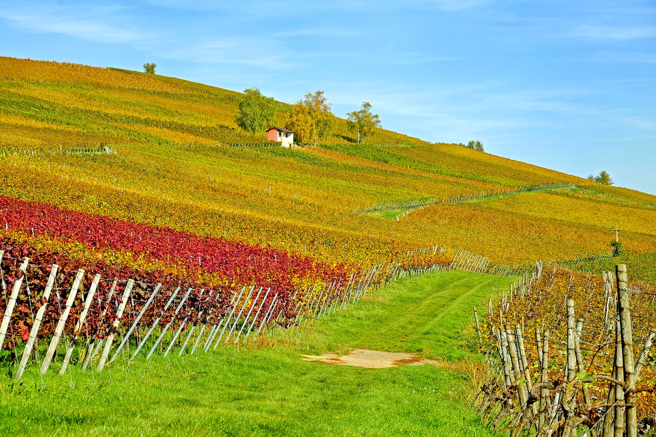 vineyard vines winegrowing free photo