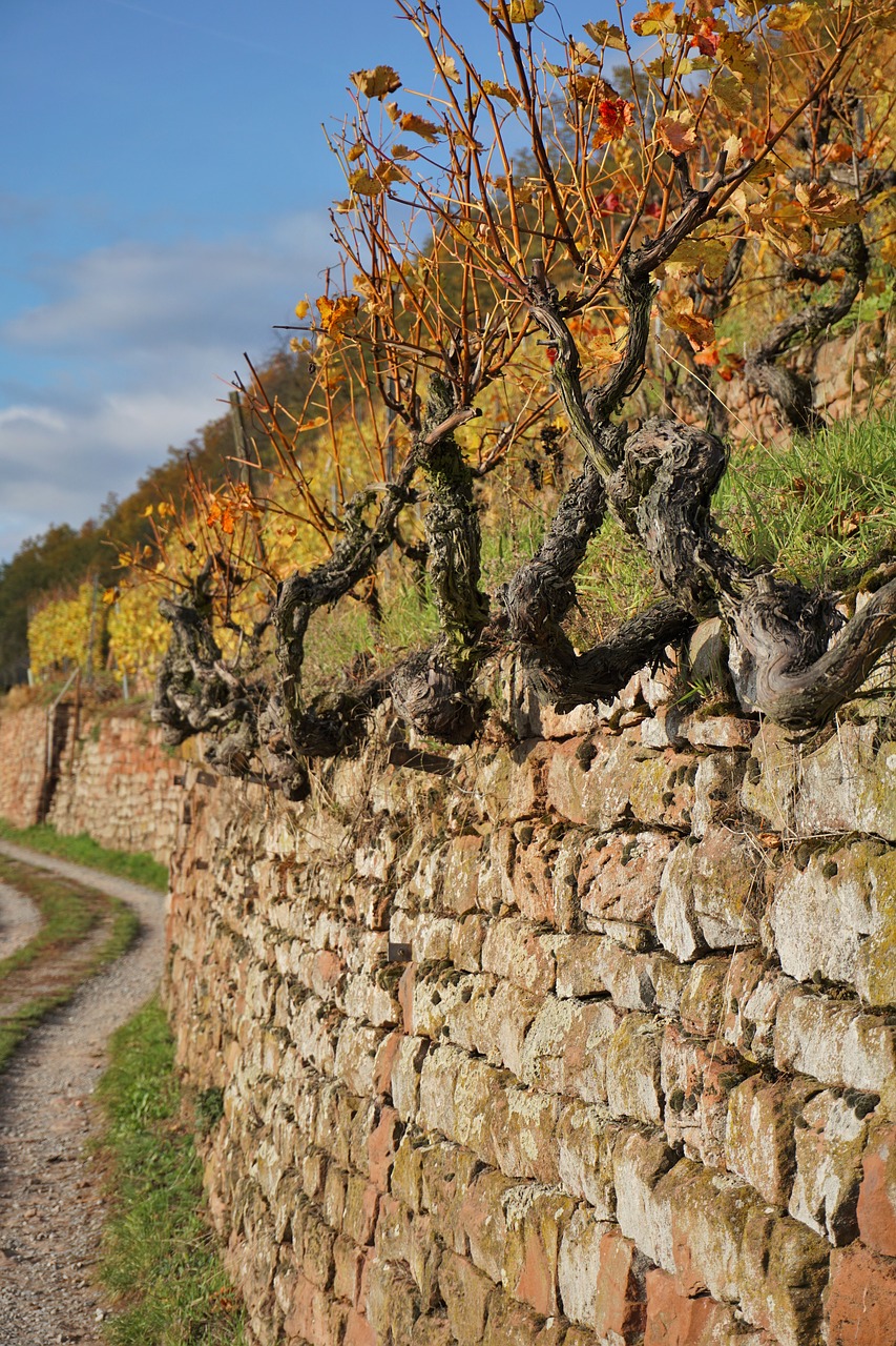 vineyard wine winegrowing free photo
