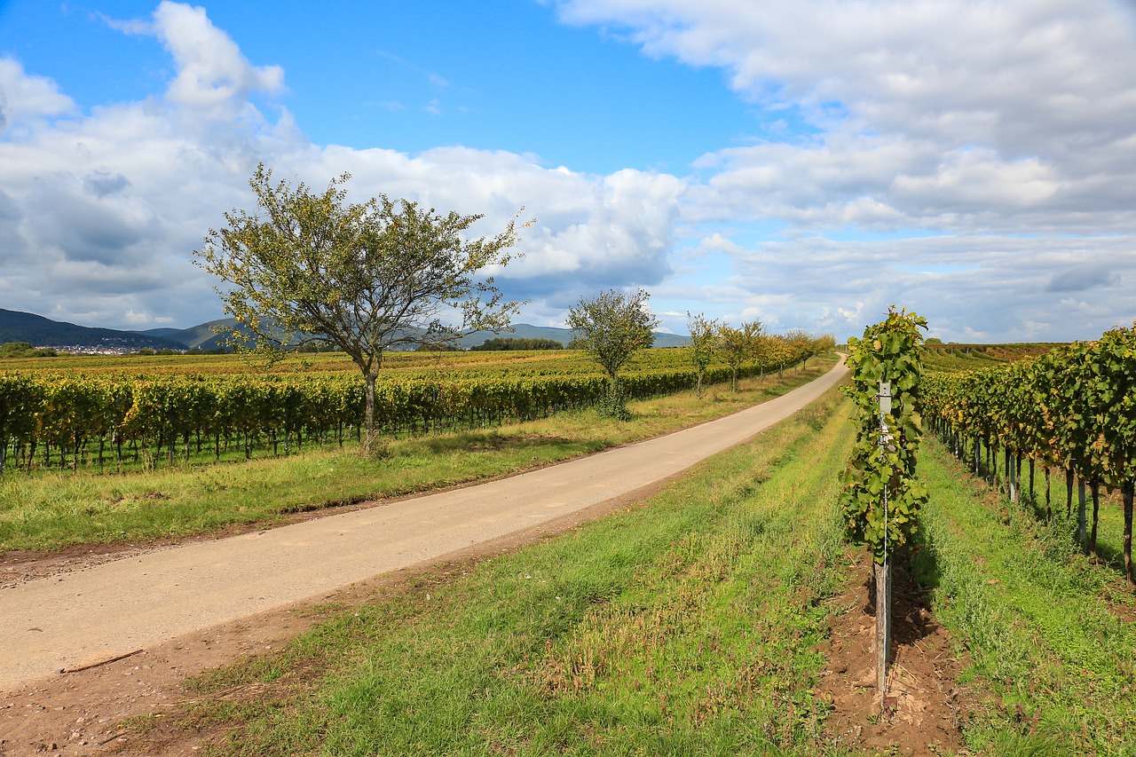 vineyard wine vines free photo