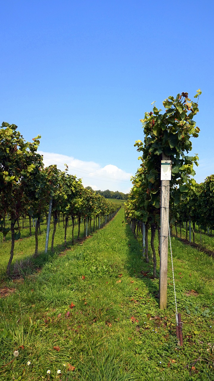 vineyard wingert vines free photo