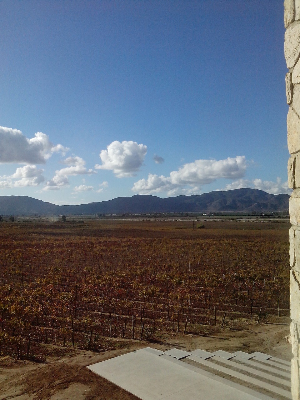 vineyard landscape autumn free photo