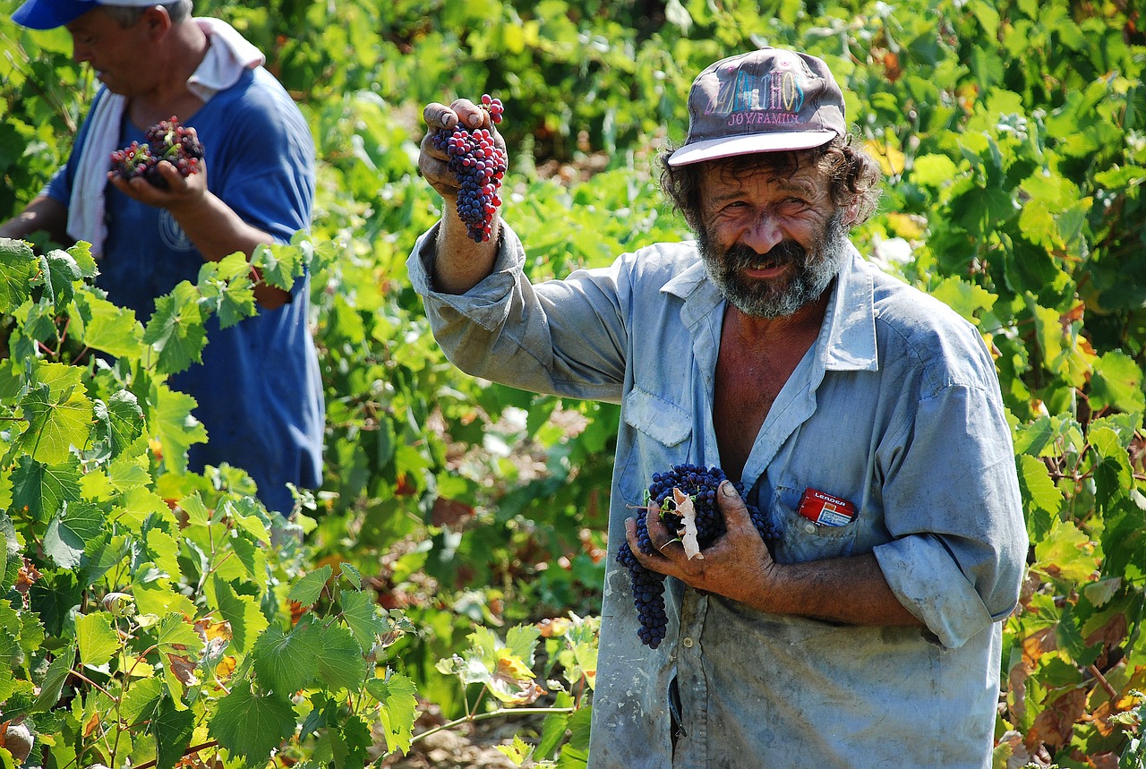 vineyard grapes greece free photo