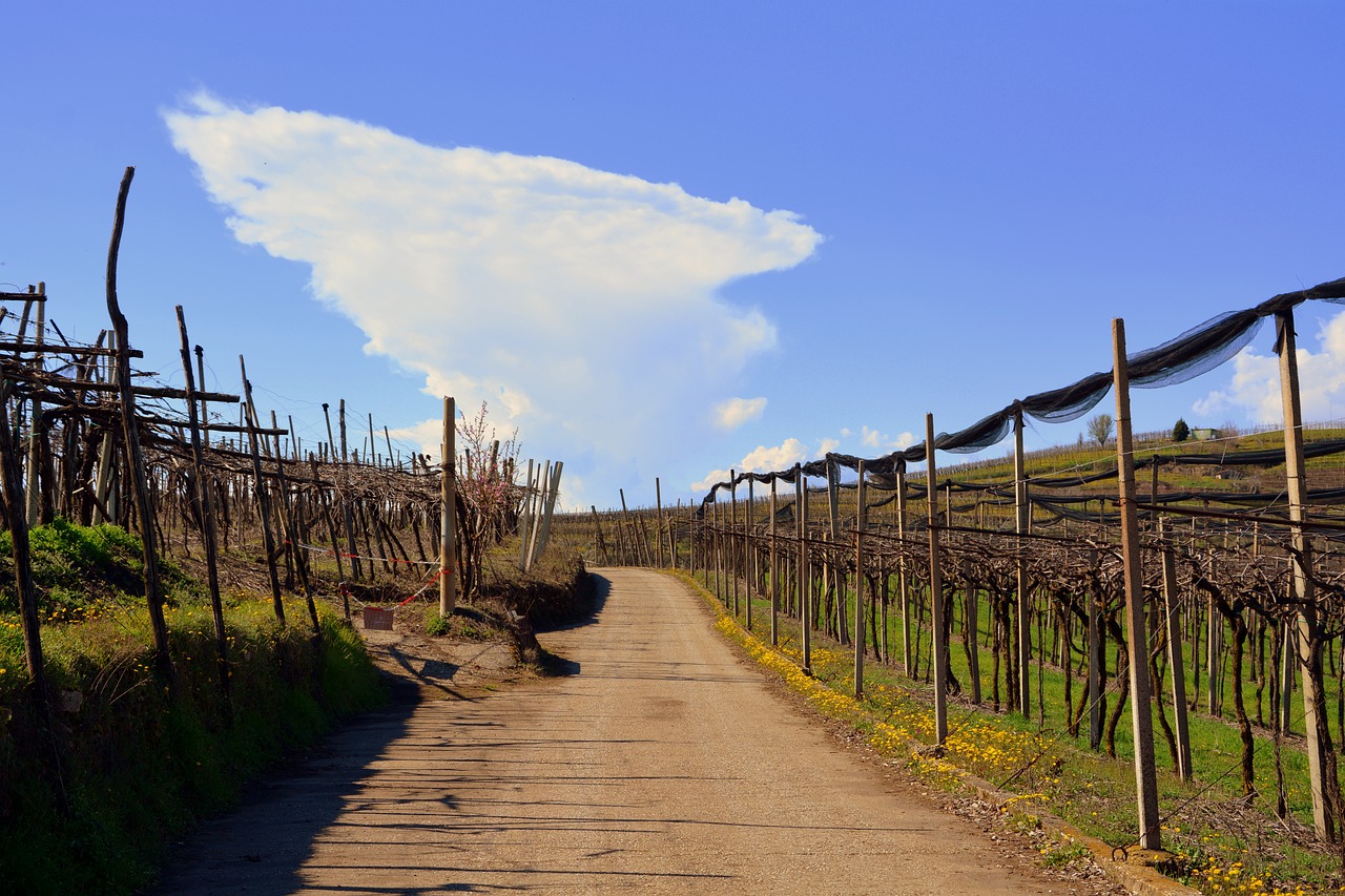 vineyard nature sky free photo