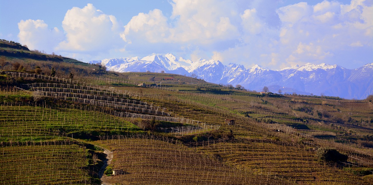 vineyard hill tops free photo