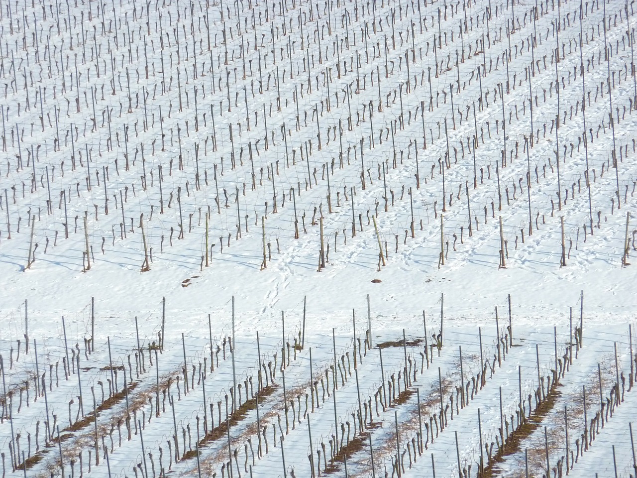 vineyard winter nierstein free photo