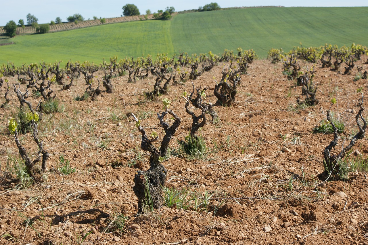 vineyard  strain  terroir free photo