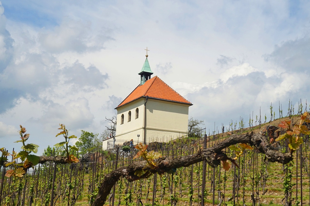 vineyard  prague  czechia free photo