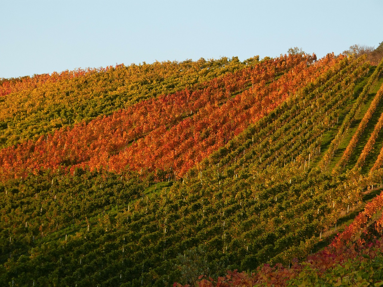 vineyard vines autumn free photo