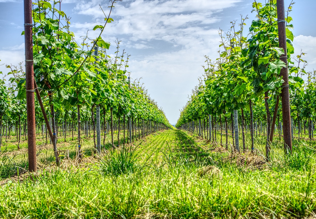 vineyard  grapevine  vine free photo