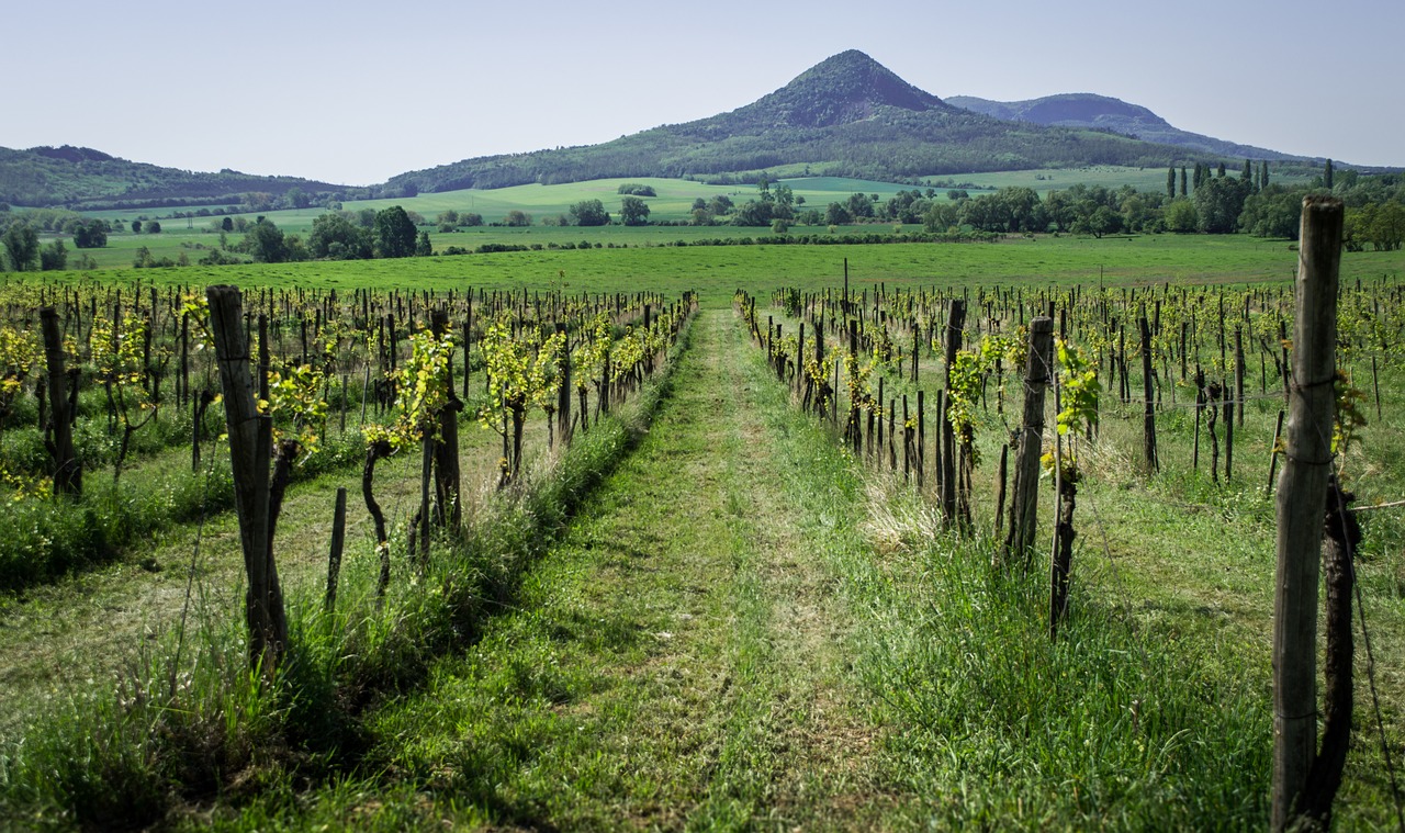 vineyard  mountain  green free photo