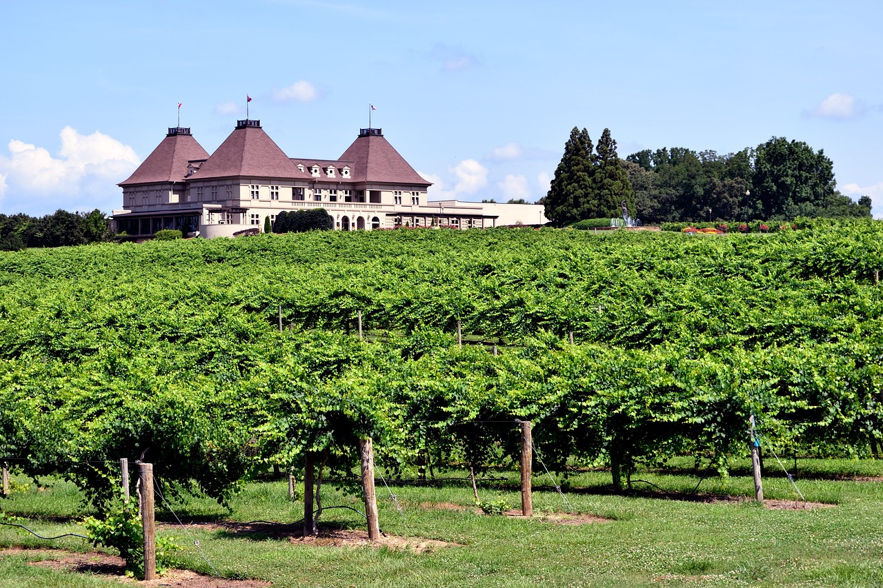 vineyard  winery  grapes free photo