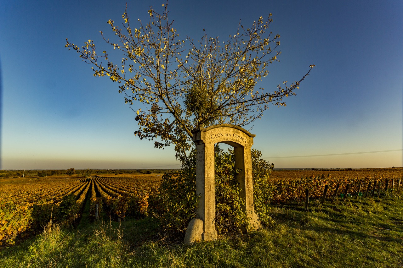 vineyard  burgundy  nature free photo