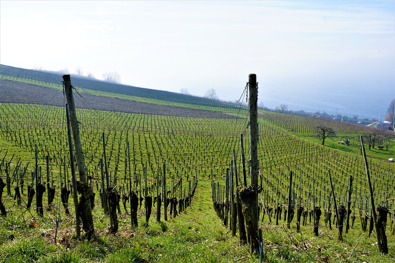 vineyard  wine  lake constance free photo