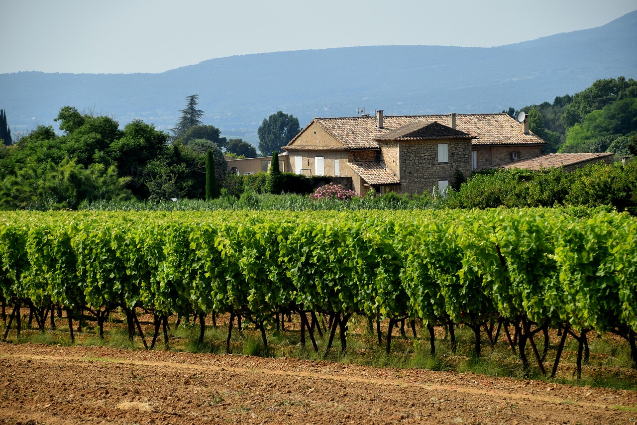 vineyard  grapes  winery free photo