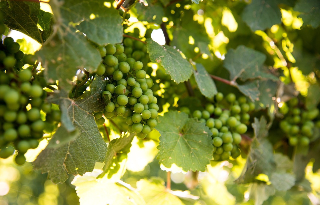 vineyard  grapes  niagara on the lake free photo
