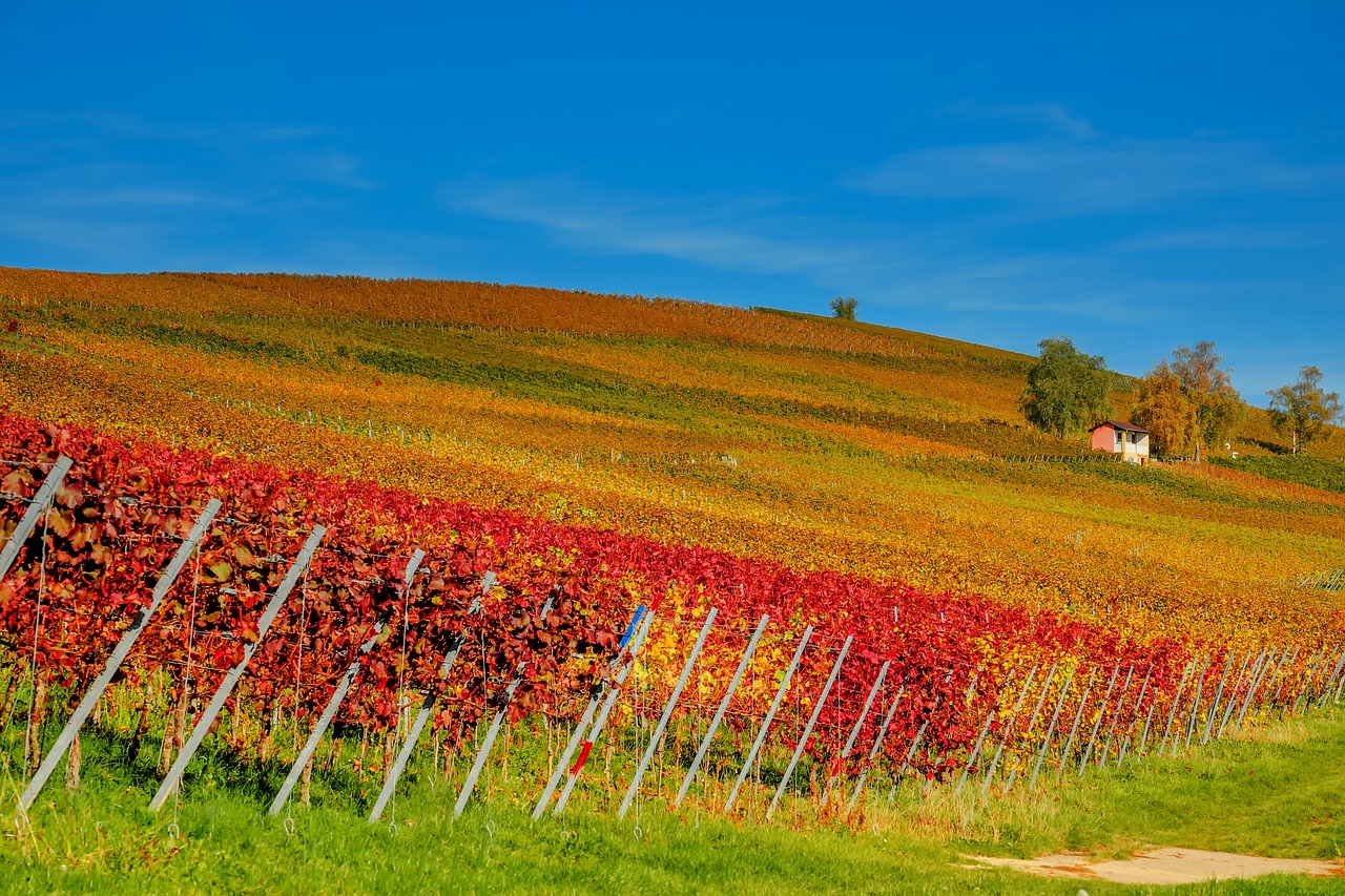 vineyard  vines  winegrowing free photo