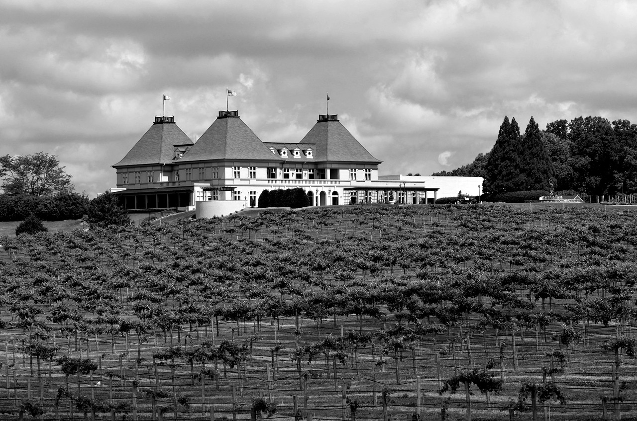 vineyard  winery  wine free photo