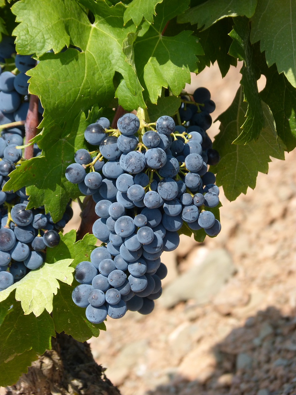 vineyard  strain  grape free photo