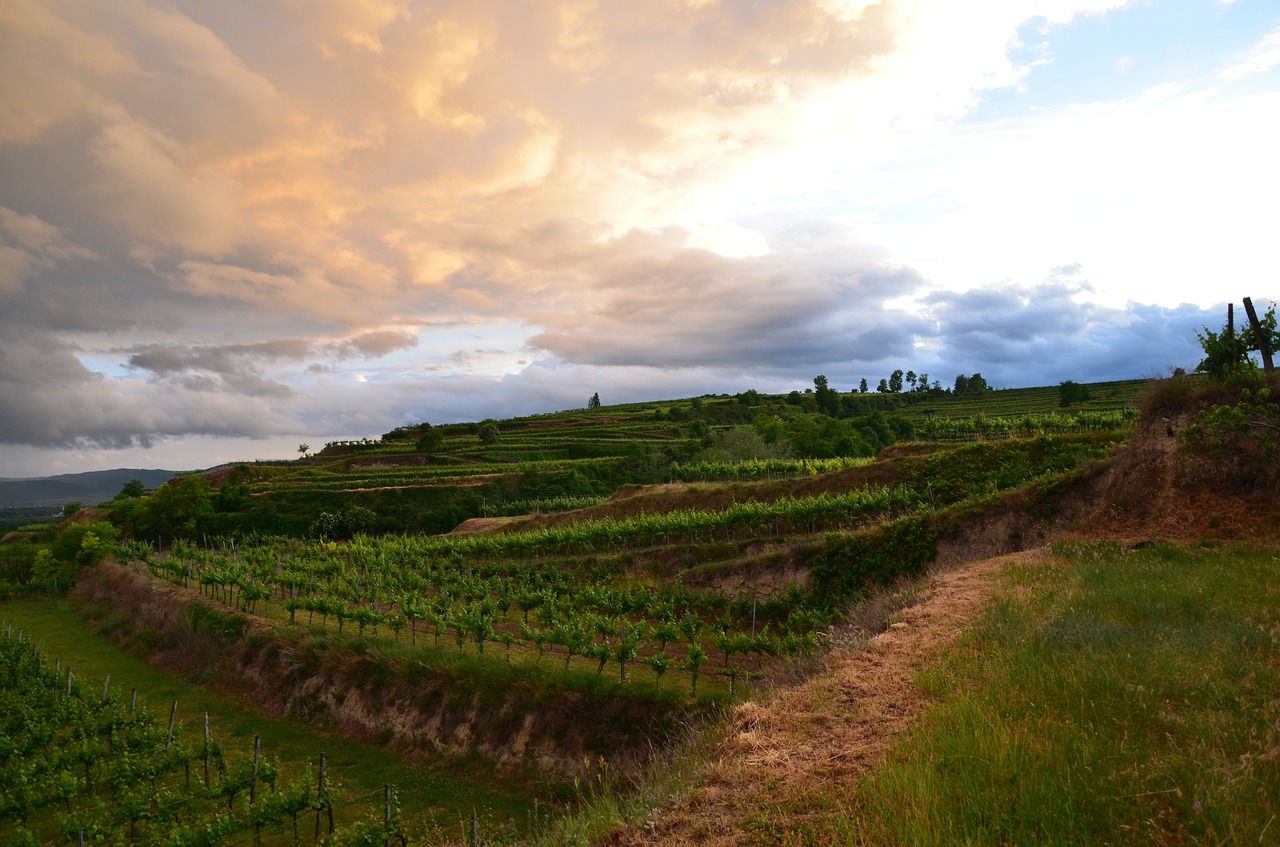 vineyard  abendstimmung  sunset free photo