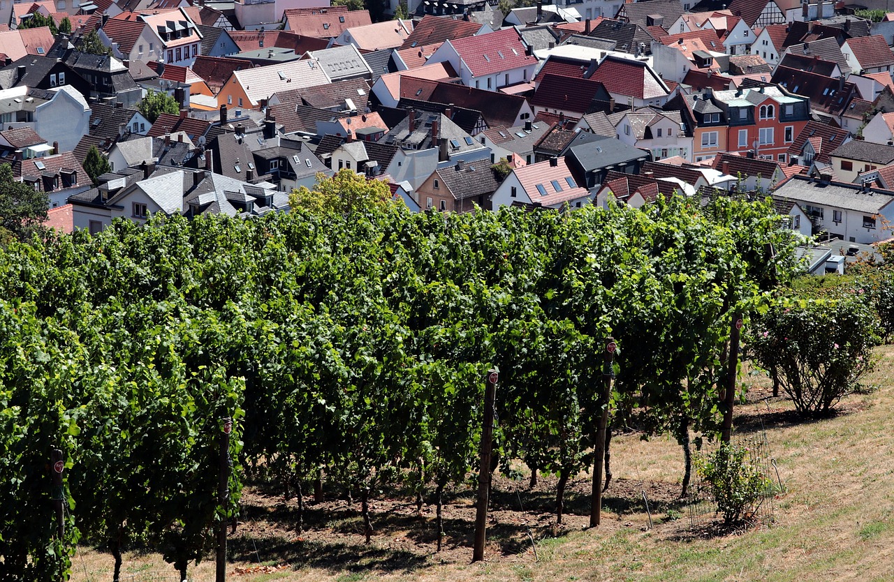 vineyard  city  germany free photo