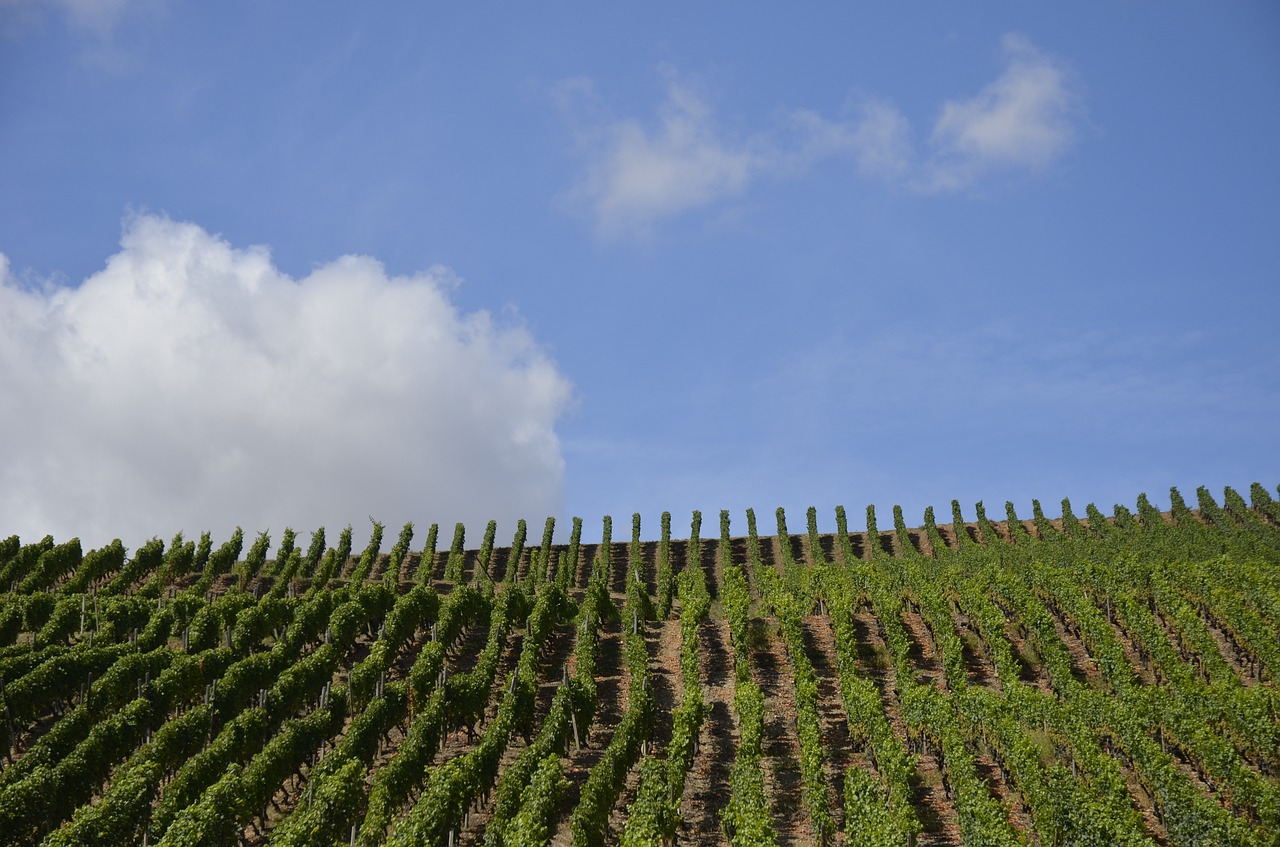 vineyard  wine  sky free photo
