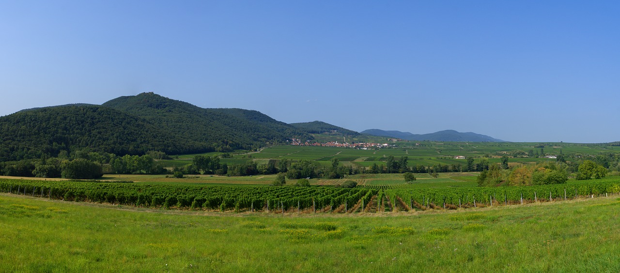 vineyard  panorama  nature free photo