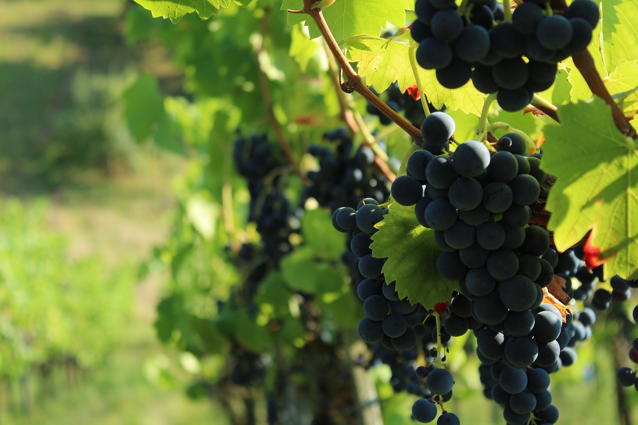 vineyard  grapes  wine free photo