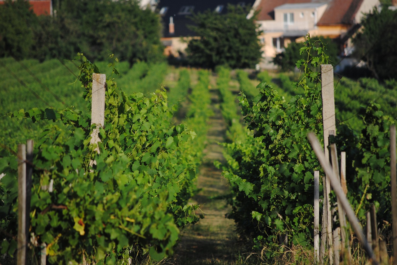 vineyard  summer  grapevine free photo