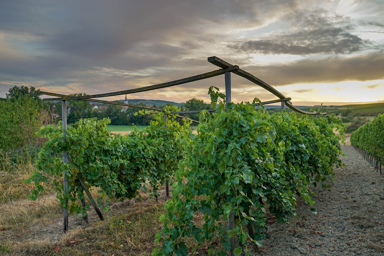 vineyard  sky  nature free photo