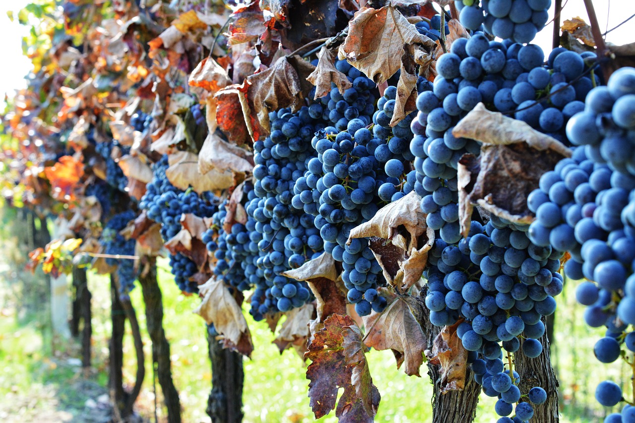 vineyard  the grapes  wine free photo