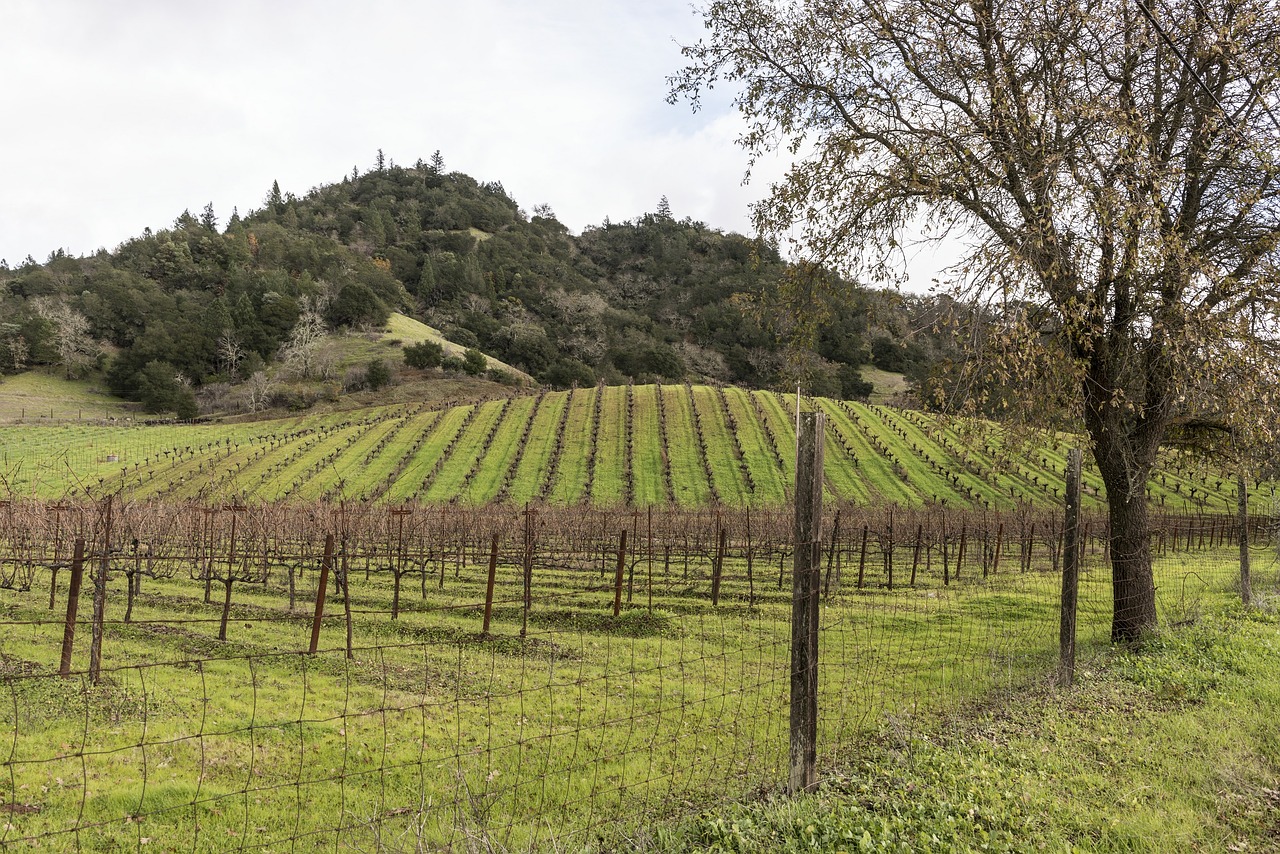 vineyard  california  agriculture free photo