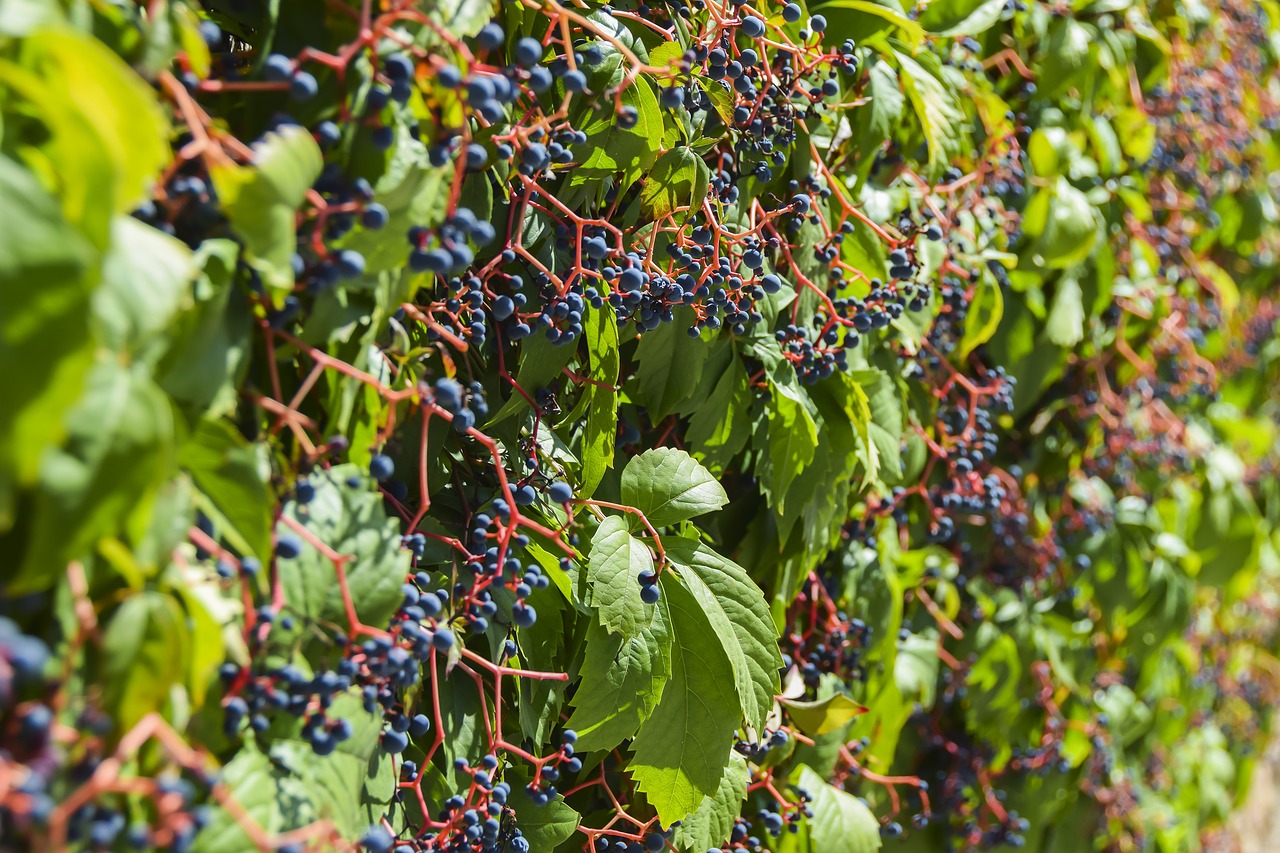 vineyard  vine  grape free photo