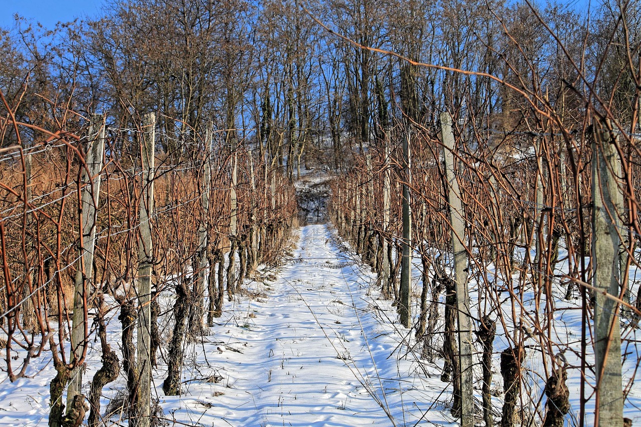 vineyard  snow  winter free photo